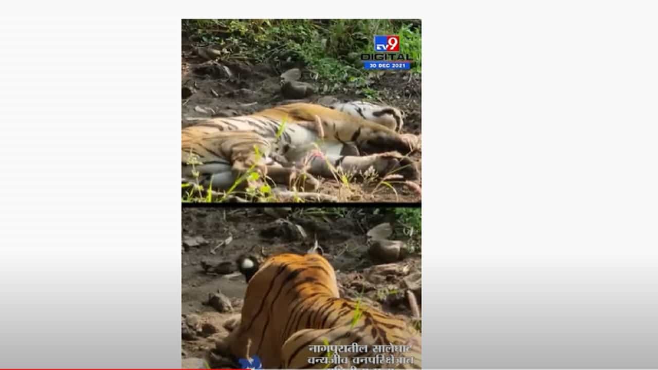 मृत वाघिणीच्या बछड्यांवर आता राहणार 60 ट्रॅप कॅमेऱ्याची नजर