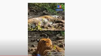 मृत वाघिणीच्या बछड्यांवर आता राहणार 60 ट्रॅप कॅमेऱ्याची नजर