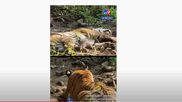मृत वाघिणीच्या बछड्यांवर आता राहणार 60 ट्रॅप कॅमेऱ्याची नजर