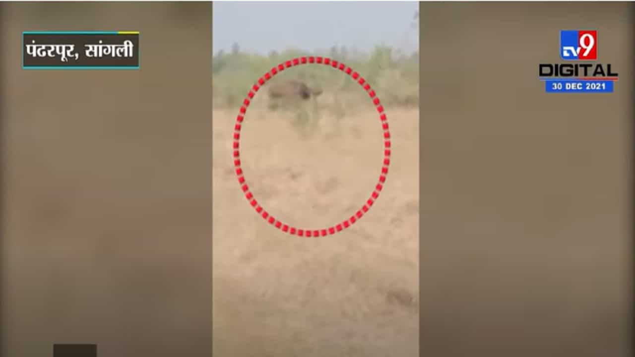 VIDEO :  सांगोला जिल्ह्यात गव्याचे दर्शन, शेतकऱ्यांमध्ये भीतीचे वातावरण