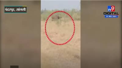 VIDEO : सांगोला जिल्ह्यात गव्याचे दर्शन, शेतकऱ्यांमध्ये भीतीचे वातावरण