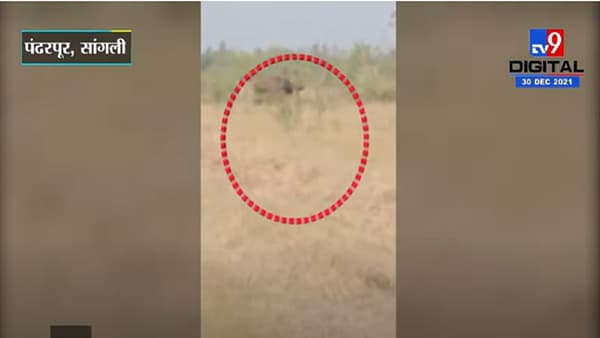 VIDEO : सांगोला जिल्ह्यात गव्याचे दर्शन, शेतकऱ्यांमध्ये भीतीचे वातावरण