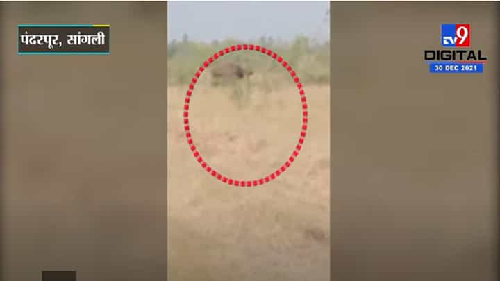 VIDEO : सांगोला जिल्ह्यात गव्याचे दर्शन, शेतकऱ्यांमध्ये भीतीचे वातावरण VIDEO : सांगोला जिल्ह्यात गव्याचे दर्शन, शेतकऱ्यांमध्ये भीतीचे वातावरण