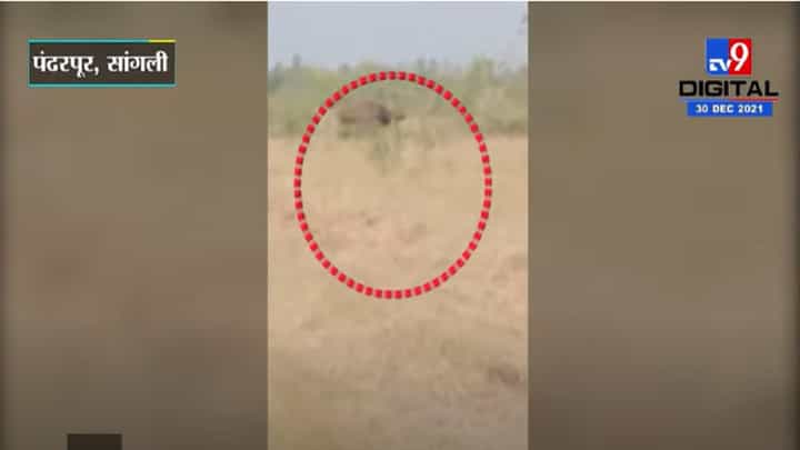 VIDEO : सांगोला जिल्ह्यात गव्याचे दर्शन, शेतकऱ्यांमध्ये भीतीचे वातावरण VIDEO : सांगोला जिल्ह्यात गव्याचे दर्शन, शेतकऱ्यांमध्ये भीतीचे वातावरण
