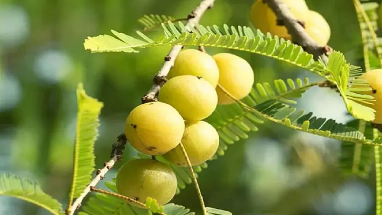 हिवाळ्यात आवळ्याचे सेवन आरोग्यासाठी खूप फायदेशीर मानले जाते. आवळा एक असा सुपरफूड आहे जो हिवाळा आणि उन्हाळा अशा दोन्ही ऋतूत खाऊ शकतो. हिवाळ्यात आवळ्याचा ज्यूस प्यायल्यास त्यातील पोषक तत्वांमुळे त्वचा निरोगी राहते.