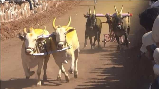 Bulk cart race | भिर्रर्र चा नाद घुमणार ; जिल्हाधिकारी कार्यालयात 703 बैलगाडा मालकांनी केली नोंदणी ; घाट दुरुस्तीचे कामही सुरु