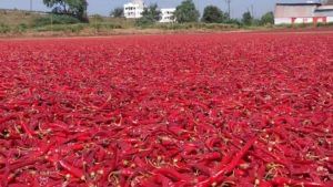 Red Chilly : मिरचीचे उत्पादन घटले दर वाढले, लाल मिरचीच्या आगारात काय आहे चित्र ?