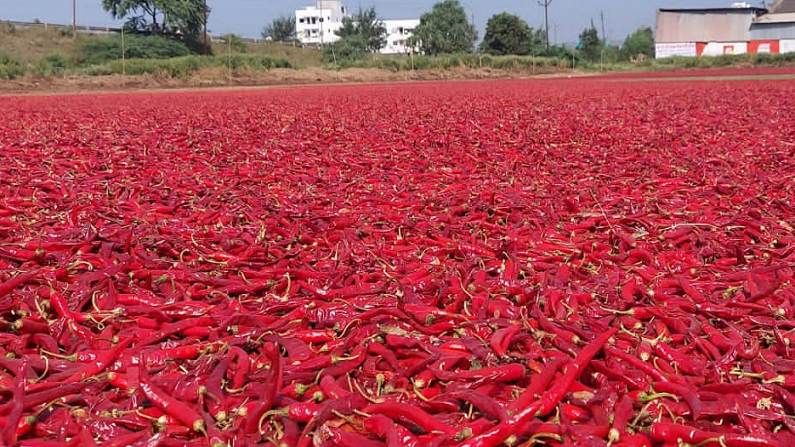 Red Chilly : नंदुरबारच्या बाजारपेठेत 'तेजा' मिरचीची ची तेजी, तब्बल 200 एकरात लाल मिरचीचे वाळवण