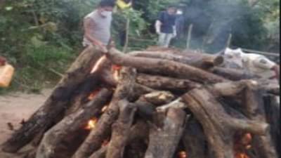 Gadchiroli tiger | आधी विजेचा शॉक लावून वाघाला मारले, मग नाल्यात पुरला मृतदेह; नख आणि मुंडके गायब!