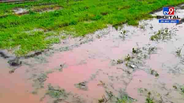 Rabi Season : अवकाळीने नुकसान, अगोदर पूर्वसूचना मगच मिळणार भरपाई, अशी आहे प्रक्रिया
