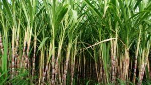 Sugarcane Harvesting : गाळप हंगाम जोमात मात्र, फडातला ऊस कोमात, ऊसतोडणीचे असे आहे अर्थकारण...!