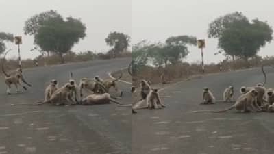Video: मुक्या जीवांचा आकांत! सहकाऱ्याचा अपघाती मृत्यू, वाशिममध्ये वानरांचा रास्ता रोको, पहा ह्रदयद्रावक व्हिडीओ