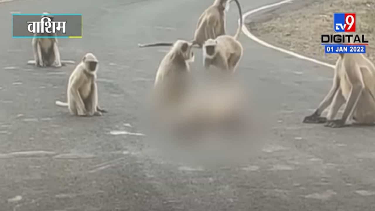 Washim | वाहनाची वानरालाला धडक; वानरांनी केलं रस्त्यावर ट्रॅफिक जॅम
