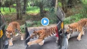 Video | वाघ तो वाघच! Mahindra Xyloला दातांनीच ओढलं, आनंद महिंद्रांना का नवल नाही वाटलं?