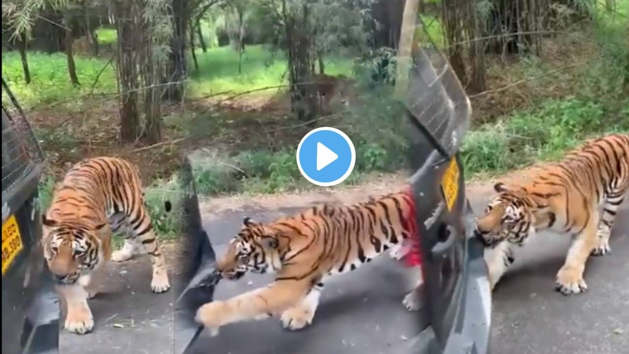 Video | वाघ तो वाघच! Mahindra Xyloला दातांनीच ओढलं, आनंद महिंद्रांना का नवल नाही वाटलं?