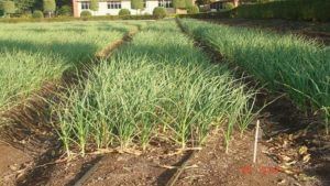 Garlic Crop : लसून पिकातील किड व रोगांचे 'असे' करा एकात्मिक व्यवस्थापन