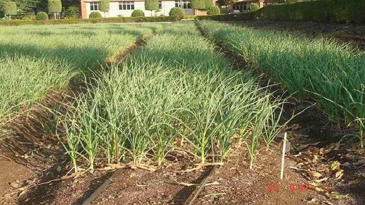 Garlic Crop : लसून पिकातील किड व रोगांचे असे करा एकात्मिक व्यवस्थापन