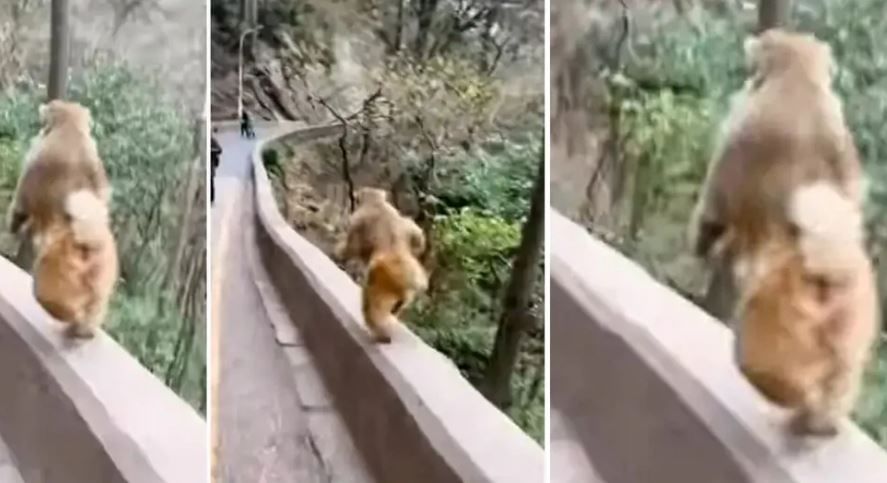 Video : या माकडाला सुसाट धावताना बघून नेटकरी बोलले हा तर ऑलिम्पिक जिंकेल