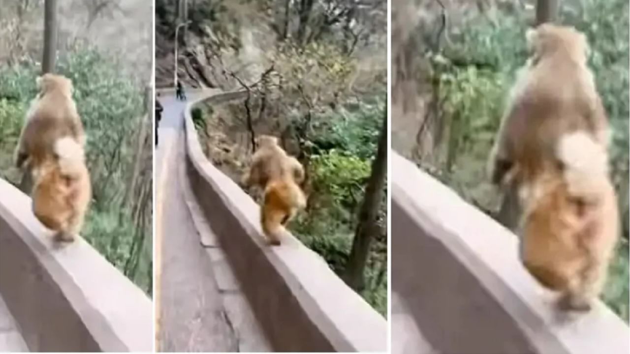 VIDEO : रस्त्याच्या कडेला विजेच्या वेगाने धावताना दिसले माकड, व्हिडिओ पाहून लोक म्हणाले, 'पुढच्या ऑलिम्पिकमध्ये सुवर्णपदक नक्कीच जिंकणार'