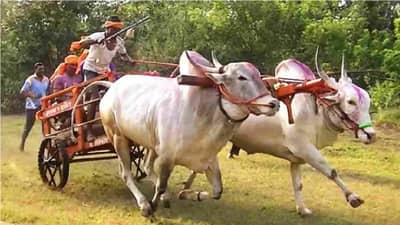 पुणे तिथे काय उणे; आता चक्क गावठी बैलांची खरेदी सुसाट; कारण काय?