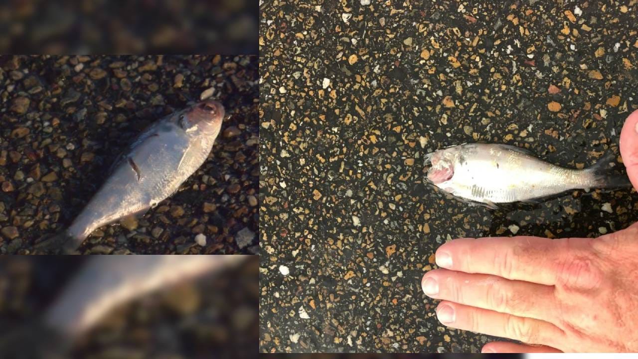 What County Rains Fish Fish rain | इकडे मार्गशीर्ष संपला, तिकडे माशांचा पाऊस पडला? कसा? समजून ...