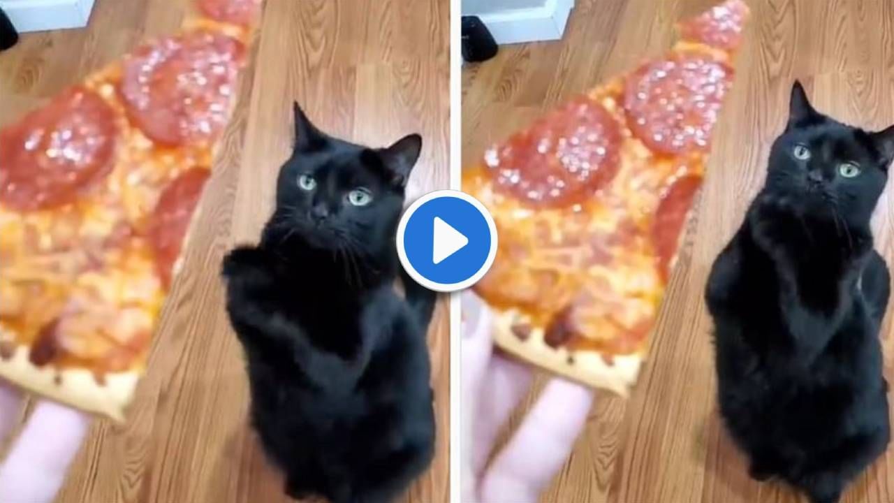 Video | उंदराच्या मावशीलाही पिझ्झाचा मोह आवरेना, पिझ्झासाठी चक्क तिनं हात जोडले!
