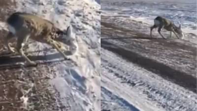 VIDEO :  उणे 56 तापमानात हरण गारठले, पुढे लोकांनी काय केले पाहा थक्क करणारा व्हिडीओ!