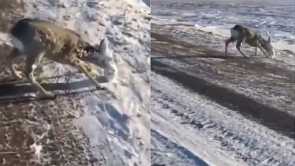 VIDEO : उणे 56 तापमानात हरण गारठले, पुढे लोकांनी काय केले पाहा थक्क करणारा व्हिडीओ!