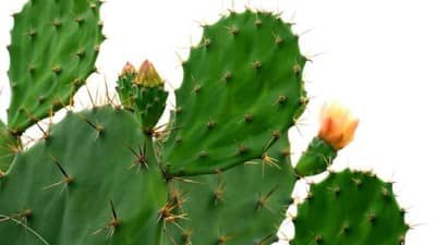 Vastu Tips | घराजवळ ही झाडं असतील तर हातात पैसा टिकणार नाही, आता निर्णय तुमचा