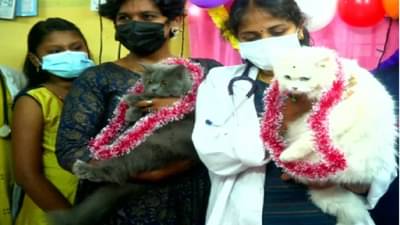 Viral : ऐकावे ते नवलच...! चक्क पिटुकल्या माऊचे डोहाळे जेवण, पाहा क्युट फोटो