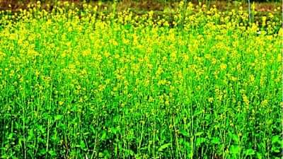 निसर्गाचा लहरीपणा त्यात सरकारच्या धोरणांचा फटका, शेतकरीही एक पाऊल पुढेच, वाचा सविस्तर