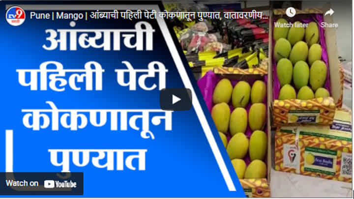 Pune | Mango | आंब्याची पहिली पेटी कोकणातून पुण्यात, वातावरणीय बदलामुळे आंबा लवकर बाजारात Pune | Mango | आंब्याची पहिली पेटी कोकणातून पुण्यात, वातावरणीय बदलामुळे आंबा लवकर बाजारात