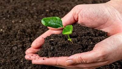 Agricultural University : या 9 पिकांना अन् 4 फळांच्या वाणांना मान्यता, कोणत्या कृषी विद्यापीठाचे योगदान? वाचा सविस्तर