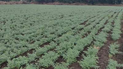 Rabi Season : सरासरीचा टक्का गाठला पण मुख्य पिकाला बाजूला सारुन, मराठवाड्यातील पिकांची काय आहे स्थिती?