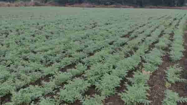 Rabi Season : सरासरीचा टक्का गाठला पण मुख्य पिकाला बाजूला सारुन, मराठवाड्यातील पिकांची काय आहे स्थिती?