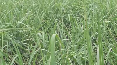 Intercropping : उन्हाळी हंगामात दुहेरी उत्पादन, शेतकऱ्यांनी असा साधला मधला मार्ग