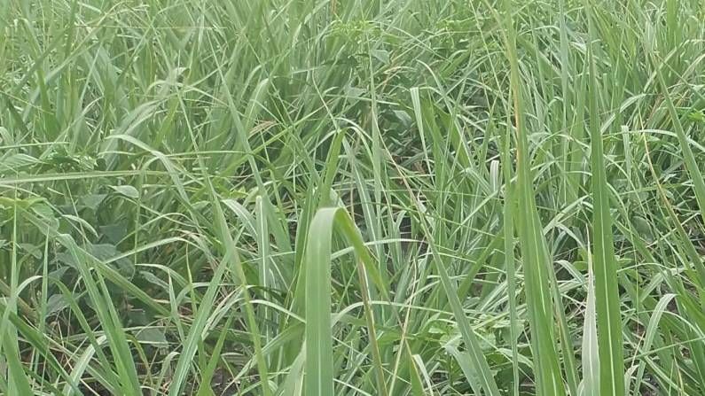 Intercropping :  उन्हाळी हंगामात दुहेरी उत्पादन, शेतकऱ्यांनी 'असा' साधला मधला मार्ग