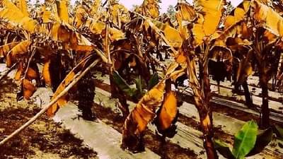 Winter : थंडी रब्बी हंगामातील पिकांसाठी पोषक मात्र, या फळ बागेसाठी आहे धोक्याची घंटा, शेतकऱ्यांना महत्वपूर्ण सल्ला