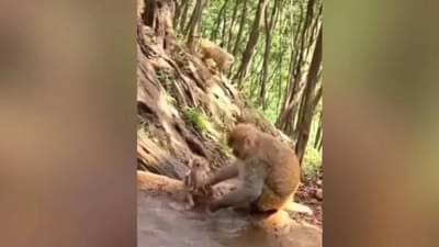 VIDEO : काय सांगता...! चक्क माणसाप्रमाणे माकडाने घातली त्याच्या तान्हुल्या लेकराला अंघोळ!