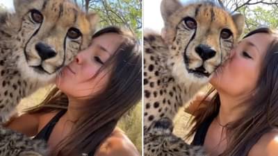 VIDEO : अंगावर काटा आणणारा व्हिडीओ! चक्क एका मुलीने घेतली चित्त्याची किस्स...व्हिडीओ पाहून अवाक व्हाल