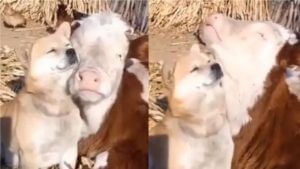Viral Video | गाय-कुत्रा एकमेकांच्या मिठीत, गोड व्हिडीओ सोशल मीडियावर व्हायरल