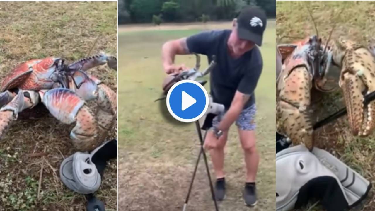 Video खेकडा गॅन्गच्या या खेकड्यानं जे केलं, त्यानं भल्याभल्यांना घाम