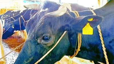 ई-गोपाल च्या माध्यमातून पशूपालकांना योजनांचा लाभही अन् अडचणीवर मातही, वाचा सविस्तर