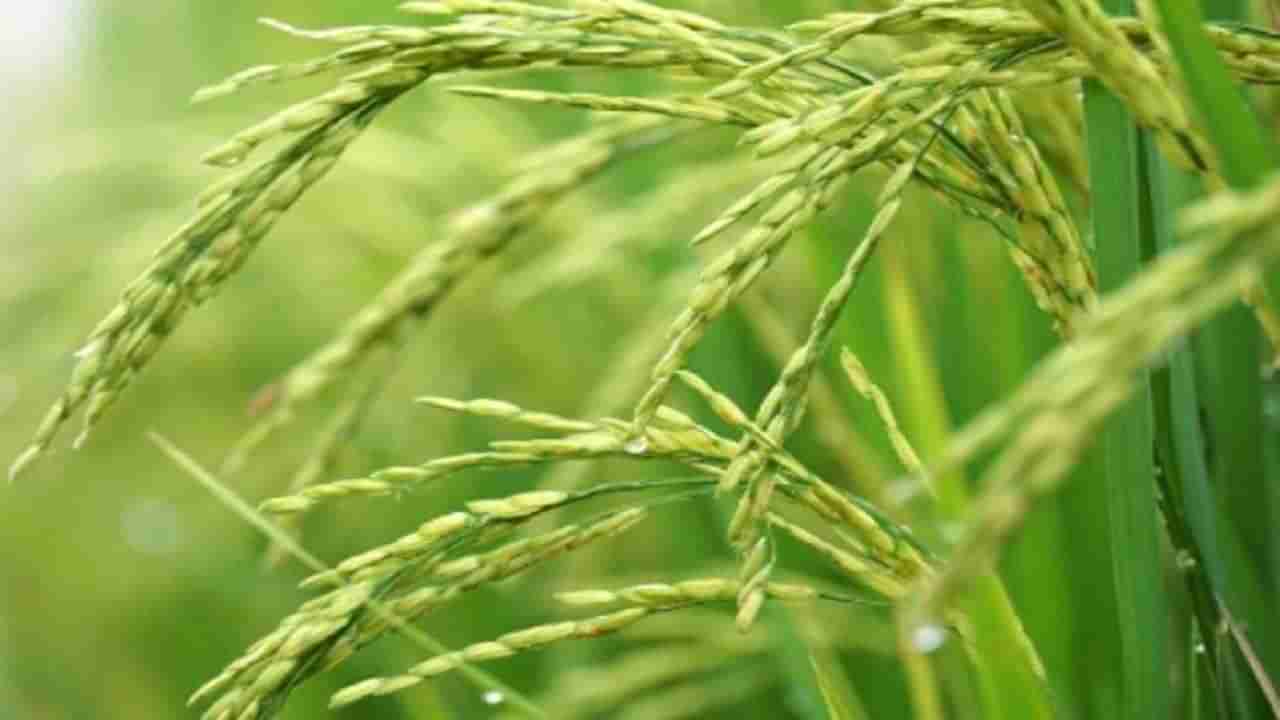 Rice Shopping | धानपिकाच्या क्षेत्रात घट, त्यात रोगांचा प्रादुर्भाव; तरीही तांदळाची खरेदी कमी?