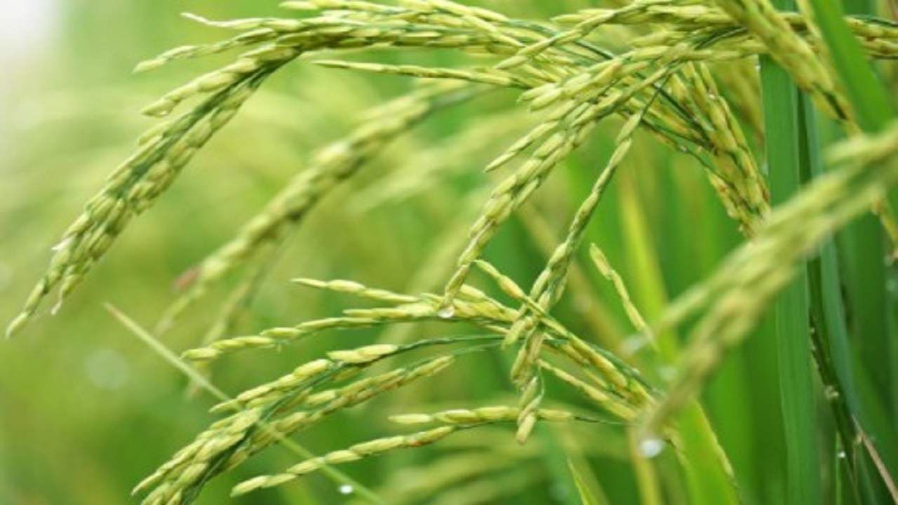 Rice Shopping | धानपिकाच्या क्षेत्रात घट, त्यात रोगांचा प्रादुर्भाव; तरीही तांदळाची खरेदी कमी?