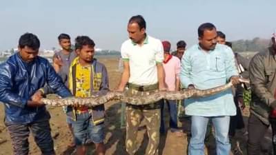 Chandrapur | अबब! नऊ फूट लांब अजगर; रामाळा तलावातील मच्छिमार भयभित?