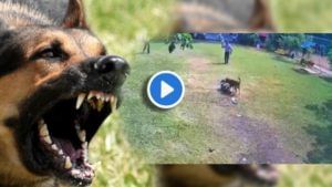Video | एक दोनदा नाही, 16 वेळा चावला! चिमुरडीचा पाठलाग करत कुत्र्याचा जीवघेणा हल्ला
