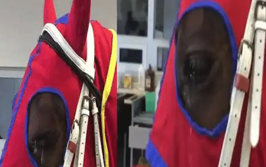 Video : तुम्ही कधी घोड्याला रडताना पाहिलंय का? रडणारा घोडा व्हायरल