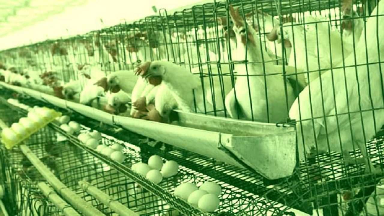 Egg Price Today: अंडा मार्केटवर 'ओमिक्रॉन'चं सावट: मागणीत निम्म्यानं घट, भावात प्रचंड घसरण