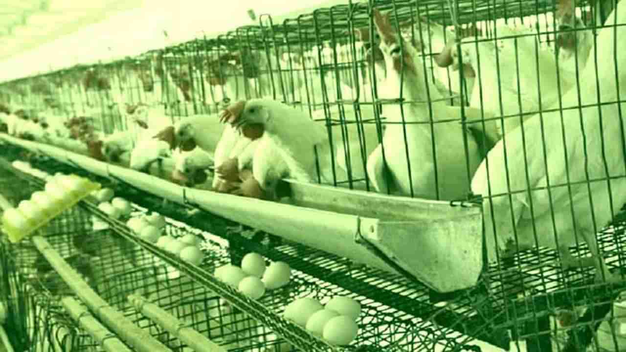 Egg Price Today: अंडा मार्केटवर ओमिक्रॉनचं सावट: मागणीत निम्म्यानं घट, भावात प्रचंड घसरण